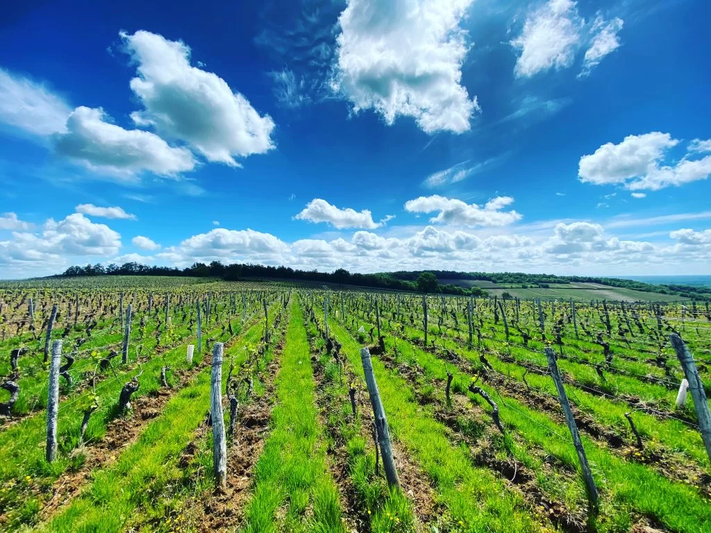 Nos cépages - Culture de la vigne 71700 Chardonnay