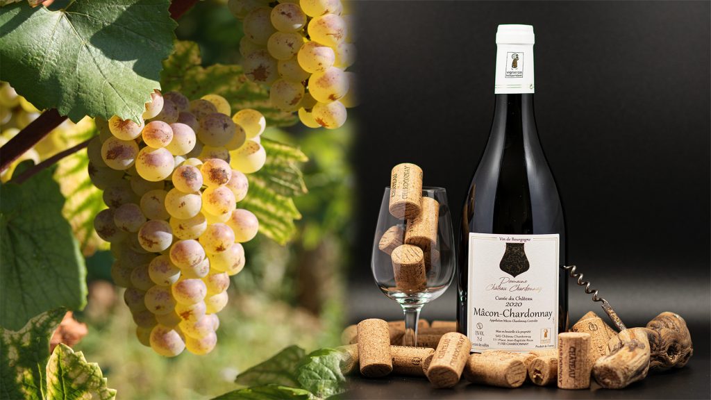 Bouteille-Raisin-1920x1080-1-1024x576