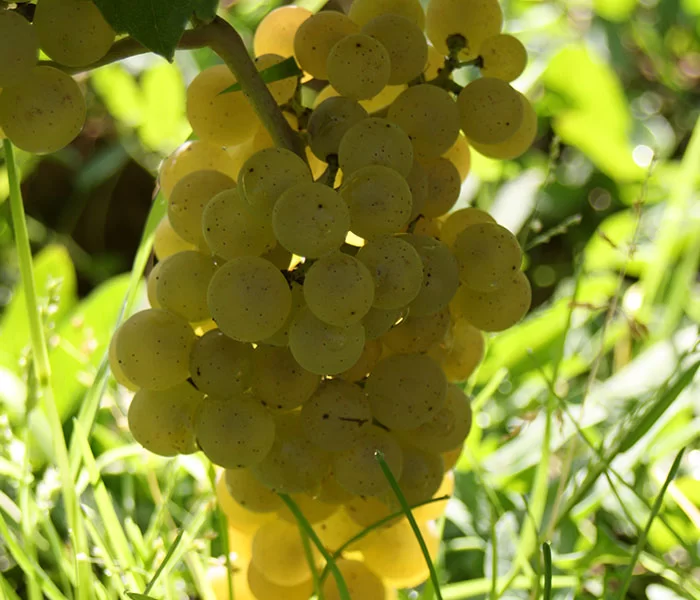 Nos terroirs - Culture de la vigne 71700 Chardonnay